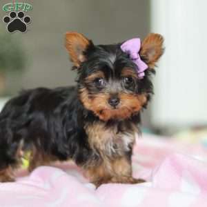 Daisy, Yorkie Puppy